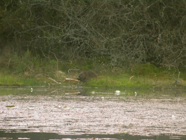 beavers, scotland, aigas, wild-06.jpg - 7.6.2006 21.54 - IT IS HOPED THAT THEY WILL BECOME MORE USED TO HUMANS